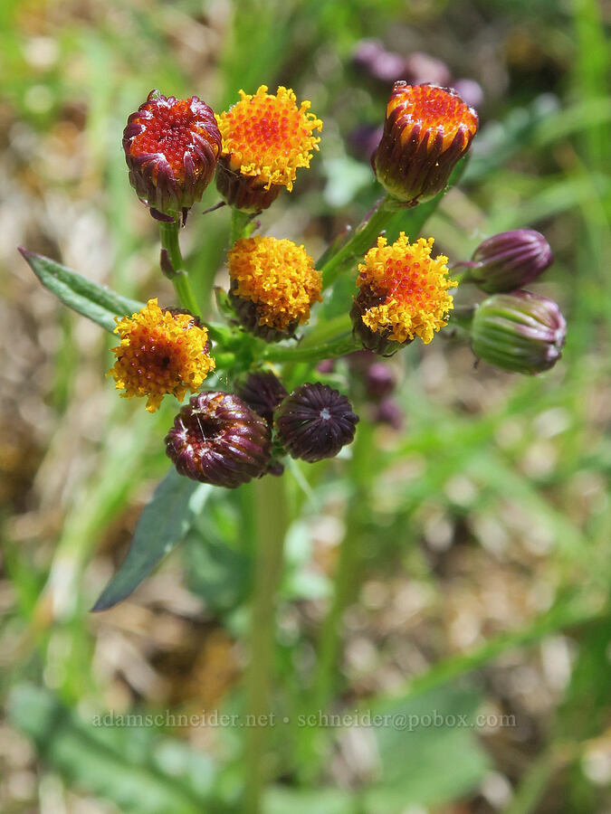 rayless mountain groundsel (Packera indecora) [Parachute Meadow, Okanogan-Wenatchee National Forest, Okanogan County, Washington]