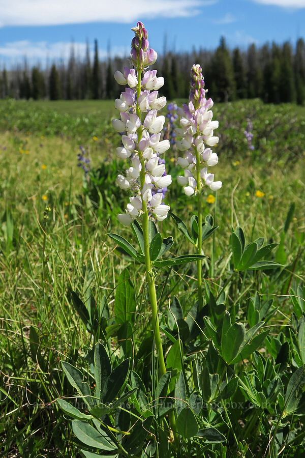 white lupines (Lupinus sp.) [Parachute Meadow, Okanogan-Wenatchee National Forest, Okanogan County, Washington]