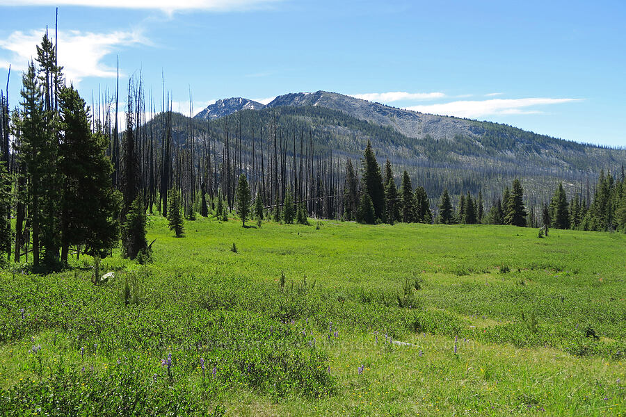 Parachute Meadow & Tiffany Mountain [Parachute Meadow, Okanogan-Wenatchee National Forest, Okanogan County, Washington]