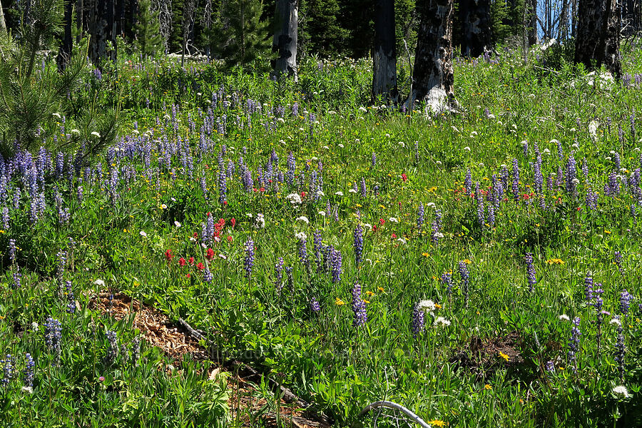 wildflowers (Lupinus sp., Valeriana sitchensis, Castilleja miniata, Potentilla sp., Arnica sp.) [Parachute Meadow, Okanogan-Wenatchee National Forest, Okanogan County, Washington]