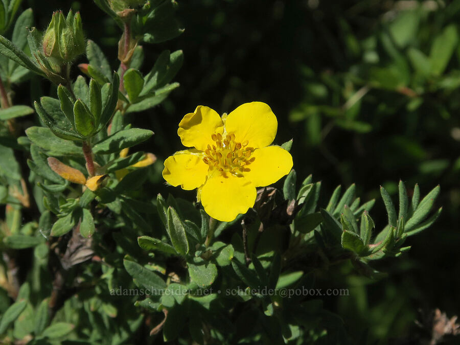 shrubby cinquefoil (Dasiphora fruticosa (Potentilla fruticosa)) [South Twentymile Meadows, Okanogan-Wenatchee National Forest, Okanogan County, Washington]