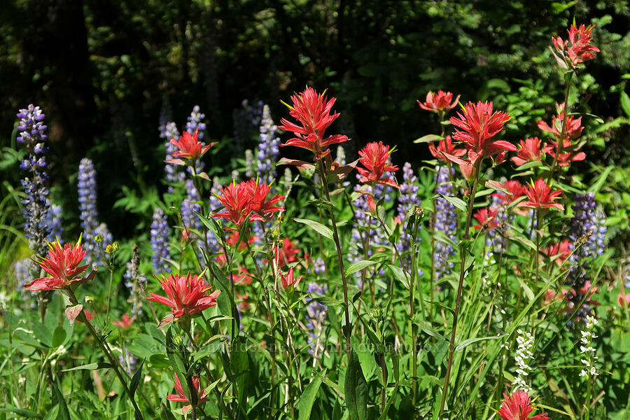 paintbrush & lupine (Castilleja miniata, Lupinus sp.) [Forest Road 39, Okanogan-Wenatchee National Forest, Okanogan County, Washington]