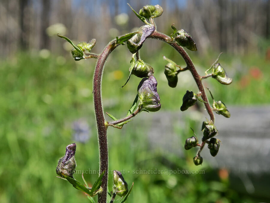 monkshood, budding (Aconitum columbianum) [Forest Road 39, Okanogan-Wenatchee National Forest, Okanogan County, Washington]
