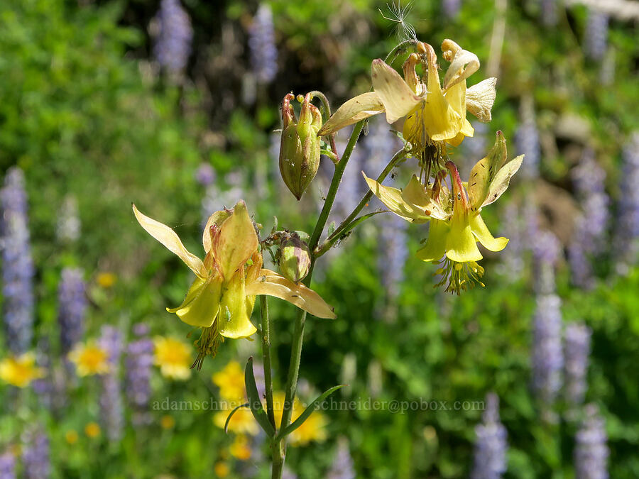 hybrid columbine (Aquilegia x miniana (Aquilegia flavescens x Aquilegia formosa)) [Forest Road 3820, Okanogan-Wenatchee National Forest, Okanogan County, Washington]