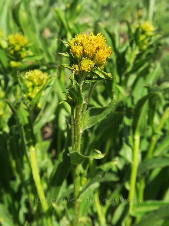 northern goldenrod (Solidago multiradiata) [Forest Road 3820, Loomis Natural Resources Conservation Area, Okanogan County, Washington]