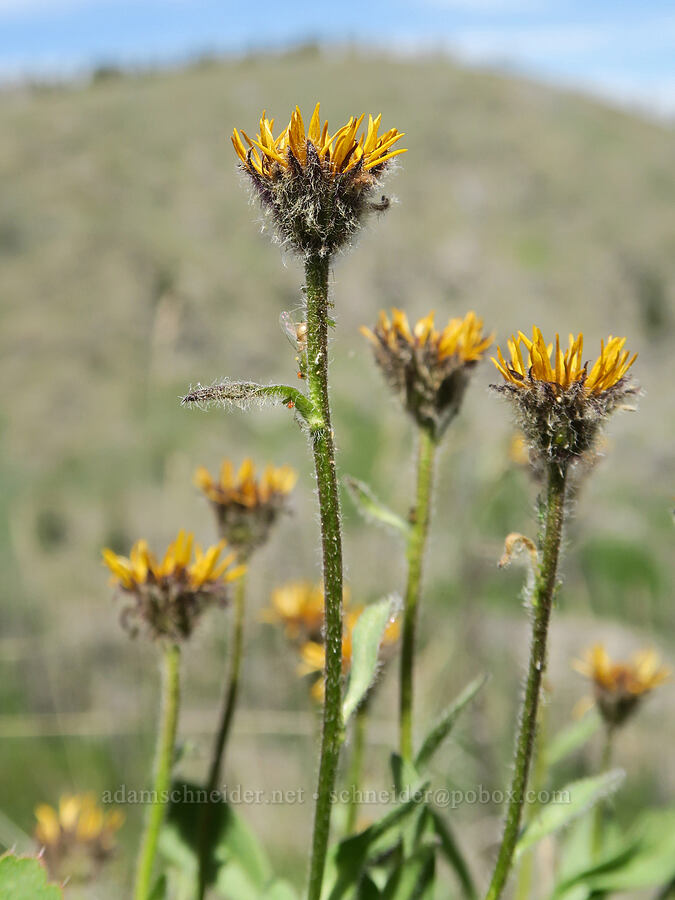 golden fleabane (Erigeron aureus) [Forest Road 3820, Loomis Natural Resources Conservation Area, Okanogan County, Washington]