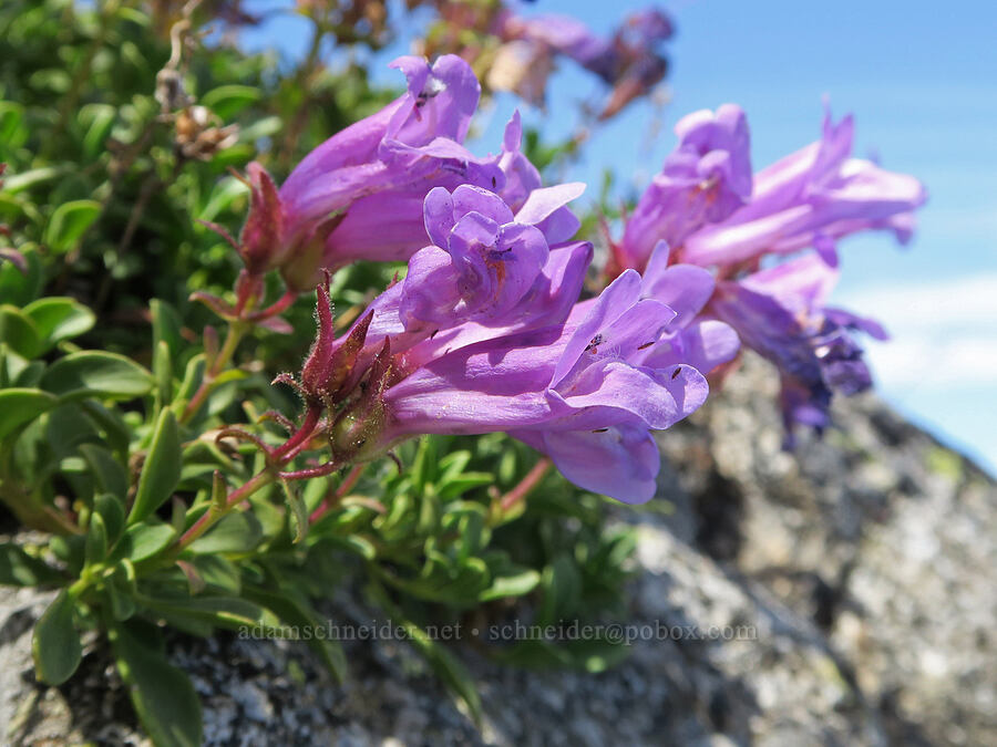 Davidson's penstemon (Penstemon davidsonii var. davidsonii) [Forest Road 3820, Loomis Natural Resources Conservation Area, Okanogan County, Washington]