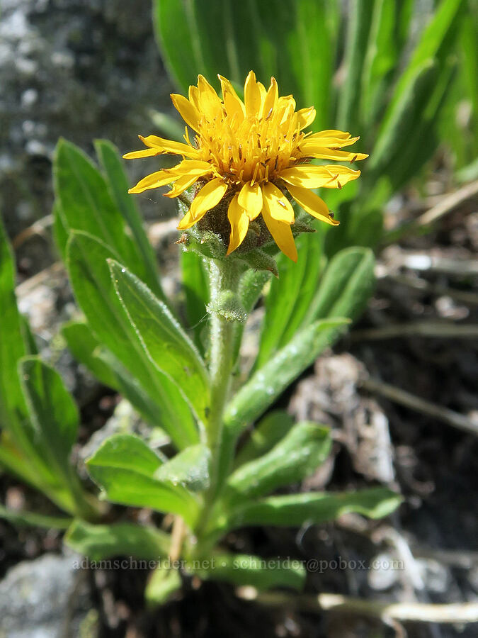 Lyall's goldenweed (Tonestus lyallii (Haplopappus lyallii)) [Forest Road 3820, Loomis Natural Resources Conservation Area, Okanogan County, Washington]