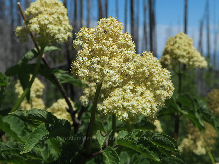 red elderberry flowers (Sambucus racemosa) [Forest Road 3820, Loomis Natural Resources Conservation Area, Okanogan County, Washington]
