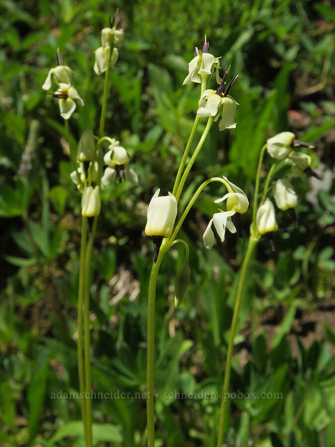 white shooting stars (Dodecatheon dentatum (Primula latiloba)) [Forest Road 3820, Loomis Natural Resources Conservation Area, Okanogan County, Washington]