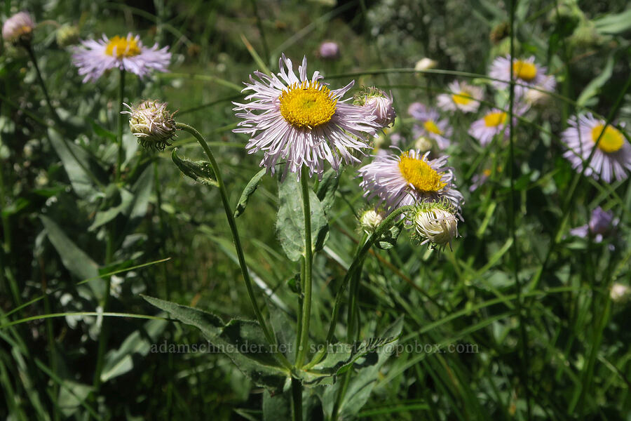 showy fleabane (Erigeron speciosus) [Forest Road 3820, Okanogan-Wenatchee National Forest, Okanogan County, Washington]