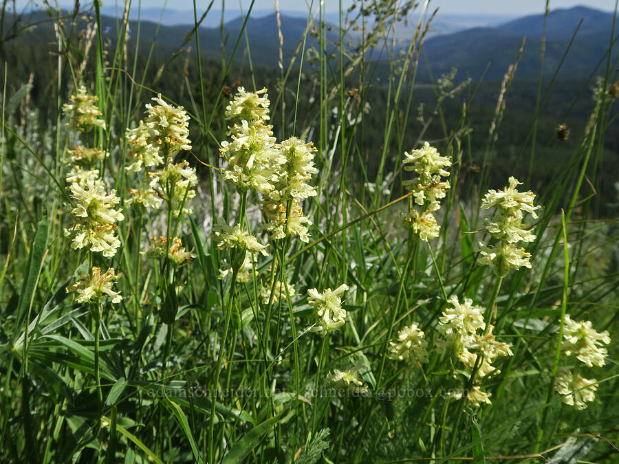 yellow penstemon (Penstemon confertus) [Forest Road 3820, Okanogan-Wenatchee National Forest, Okanogan County, Washington]