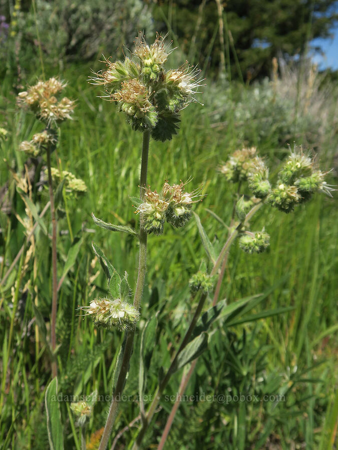 phacelia (Phacelia hastata) [Forest Road 3820, Okanogan-Wenatchee National Forest, Okanogan County, Washington]