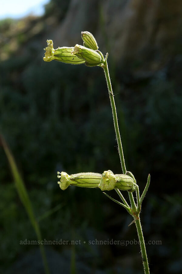 Douglas' catchfly (Silene douglasii) [Forest Road 3820, Okanogan-Wenatchee National Forest, Okanogan County, Washington]