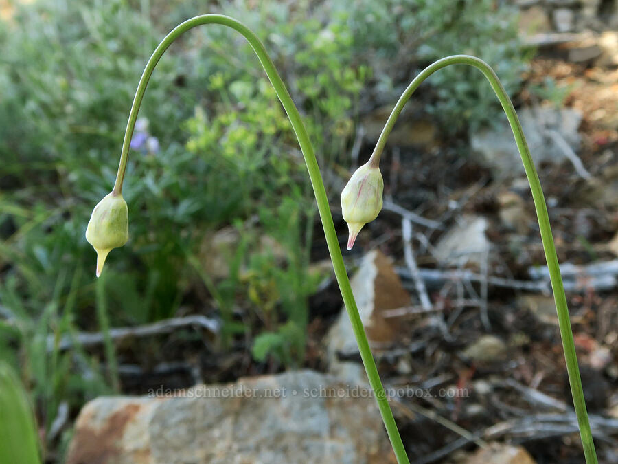 nodding onions, budding (Allium cernuum) [Forest Road 3820, Okanogan-Wenatchee National Forest, Okanogan County, Washington]