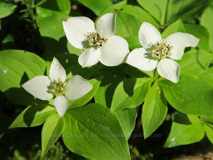Canadian bunchberry (Cornus canadensis) [Forest Road 3820, Okanogan-Wenatchee National Forest, Okanogan County, Washington]