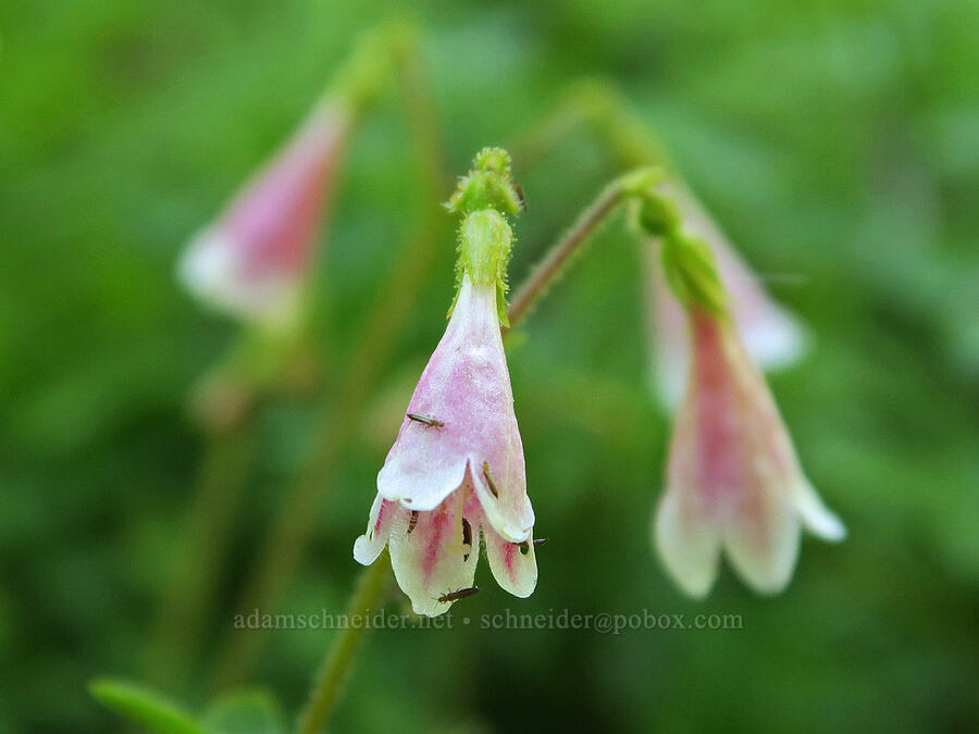 twinflower (Linnaea borealis) [Forest Road 3820, Okanogan-Wenatchee National Forest, Okanogan County, Washington]