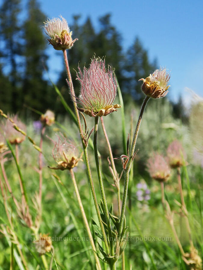 prairie smoke (Geum triflorum) [Salmon Meadows, Okanogan-Wenatchee National Forest, Okanogan County, Washington]