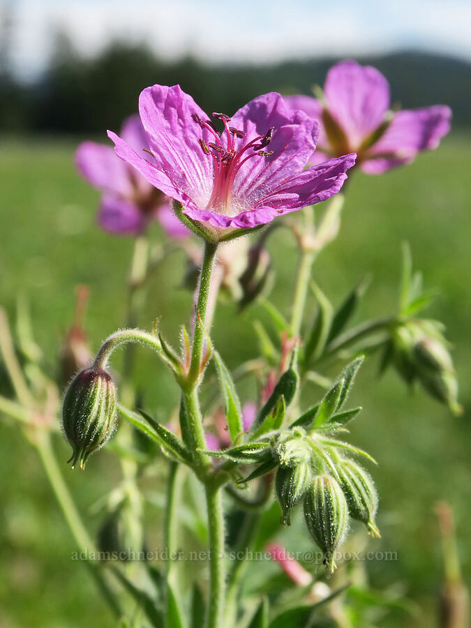 sticky geranium (Geranium viscosissimum) [Salmon Meadows, Okanogan-Wenatchee National Forest, Okanogan County, Washington]