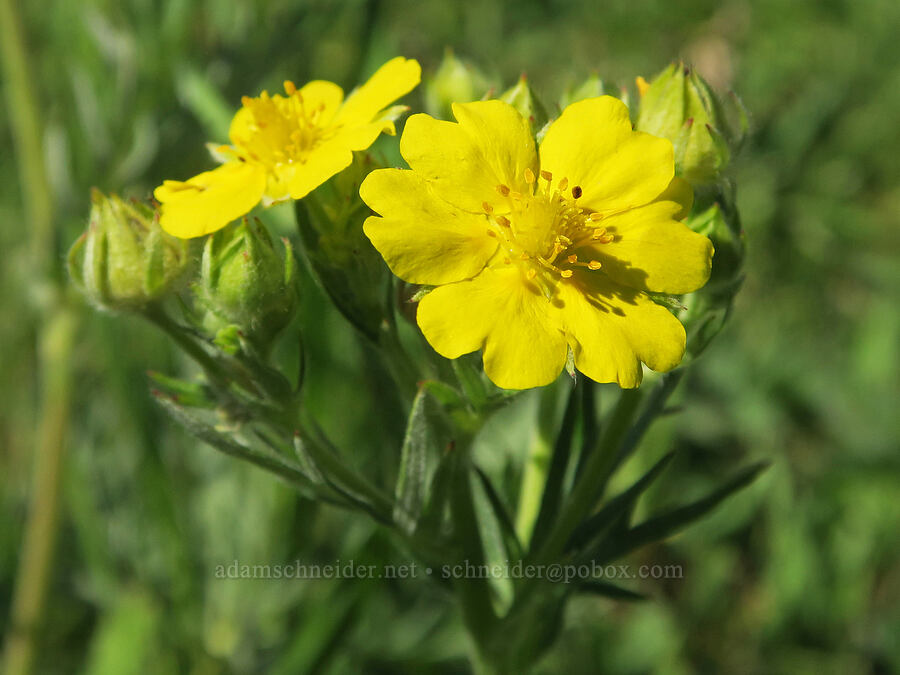 Elmer's cinquefoil (Potentilla gracilis var. flabelliformis) [Salmon Meadows, Okanogan-Wenatchee National Forest, Okanogan County, Washington]