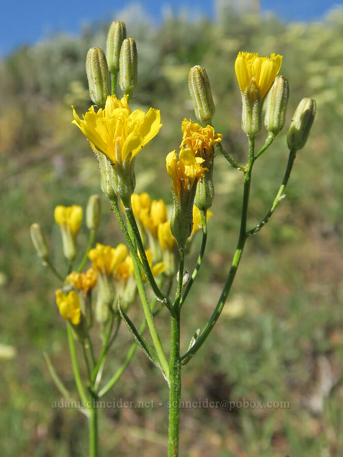 slender hawksbeard (Crepis atribarba) [Salmon Meadows, Okanogan-Wenatchee National Forest, Okanogan County, Washington]