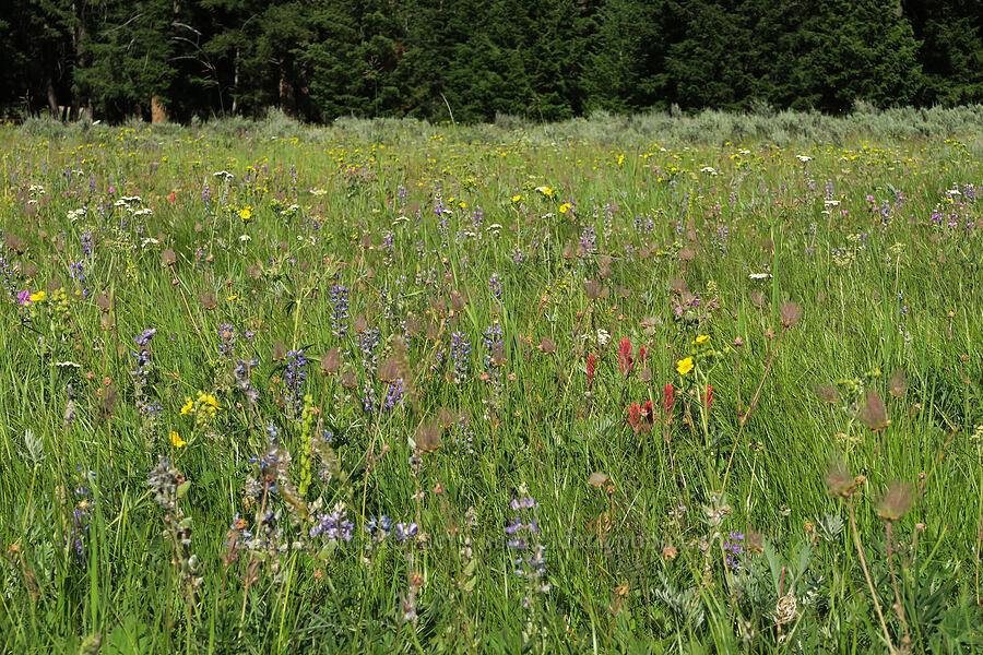 wildflowers (Potentilla gracilis var. fastigiata (Potentilla gracilis var. nuttallii), Lupinus sp., Geum triflorum, Achillea millefolium, Castilleja sp.) [Salmon Meadows, Okanogan-Wenatchee National Forest, Okanogan County, Washington]