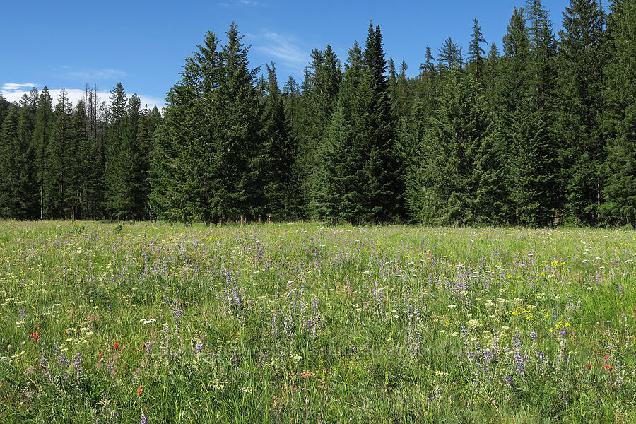 wildflowers (Eriogonum heracleoides, Lupinus sp., Geum triflorum, Potentilla gracilis var. fastigiata (Potentilla gracilis var. nuttallii), Achillea millefolium) [Salmon Meadows, Okanogan-Wenatchee National Forest, Okanogan County, Washington]