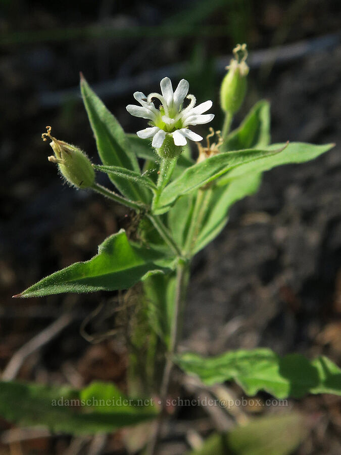 Menzies' catchfly (Silene menziesii) [North Fork Salmon Creek, Okanogan-Wenatchee National Forest, Okanogan County, Washington]