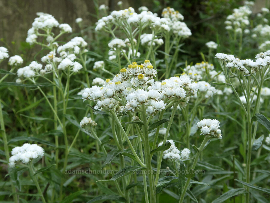 pearly everlasting (Anaphalis margaritacea) [North Fork Salmon Creek, Okanogan-Wenatchee National Forest, Okanogan County, Washington]