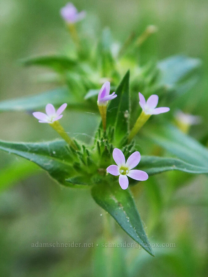narrow-leaf collomia (Collomia linearis) [North Fork Salmon Creek, Okanogan-Wenatchee National Forest, Okanogan County, Washington]