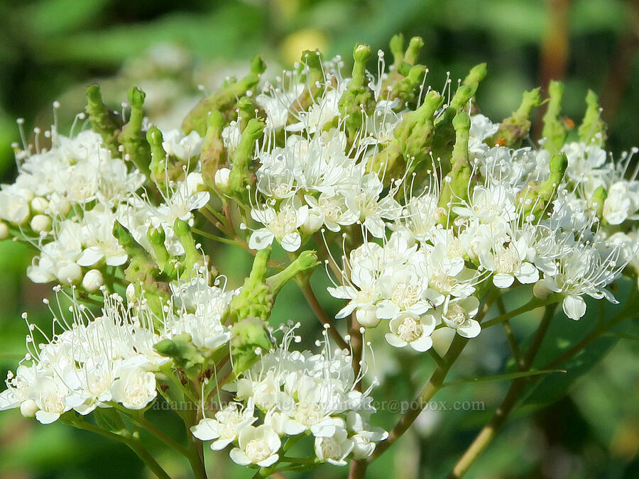mite galls on white spirea flowers (Eriophyes paraspiraeae (Phytoptus paraspiraeae), Spiraea lucida (Spiraea betulifolia var. lucida)) [Forest Road 38, Okanogan-Wenatchee National Forest, Okanogan County, Washington]