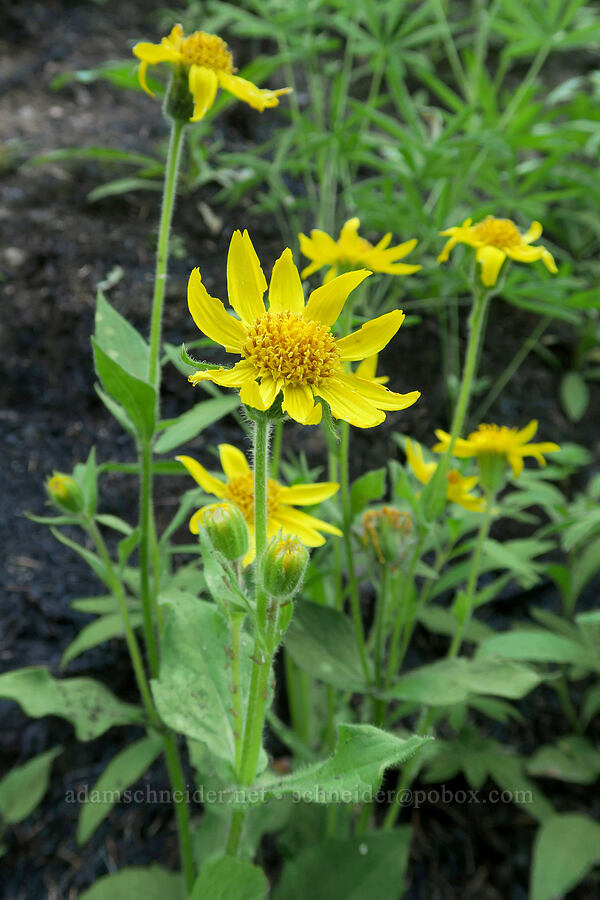 heart-leaf arnica (Arnica cordifolia) [Forest Road 38, Okanogan-Wenatchee National Forest, Okanogan County, Washington]
