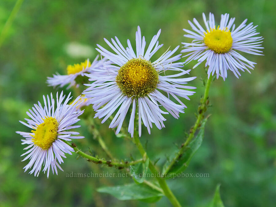 smallish showy fleabane (Erigeron speciosus) [Forest Road 38, Okanogan-Wenatchee National Forest, Okanogan County, Washington]