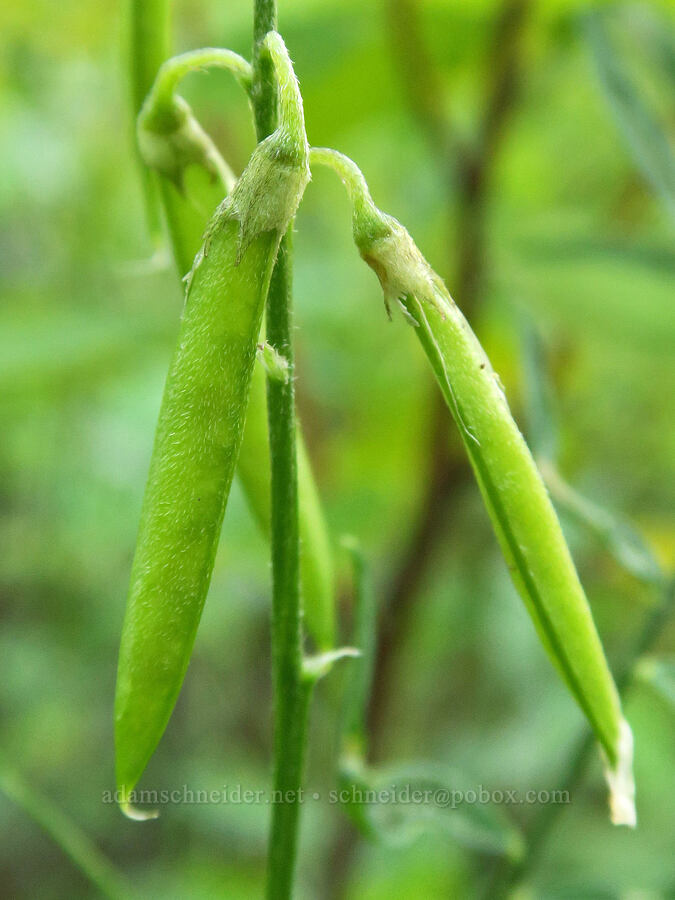 timber milk-vetch pods (Astragalus miser var. serotinus) [Forest Road 38, Okanogan-Wenatchee National Forest, Okanogan County, Washington]