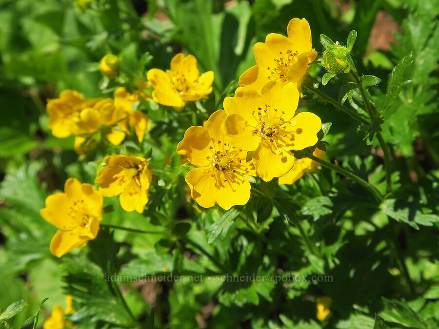 fan-leaf cinquefoil (Potentilla flabellifolia) [Pacific Crest Trail, Okanogan-Wenatchee National Forest, Okanogan County, Washington]