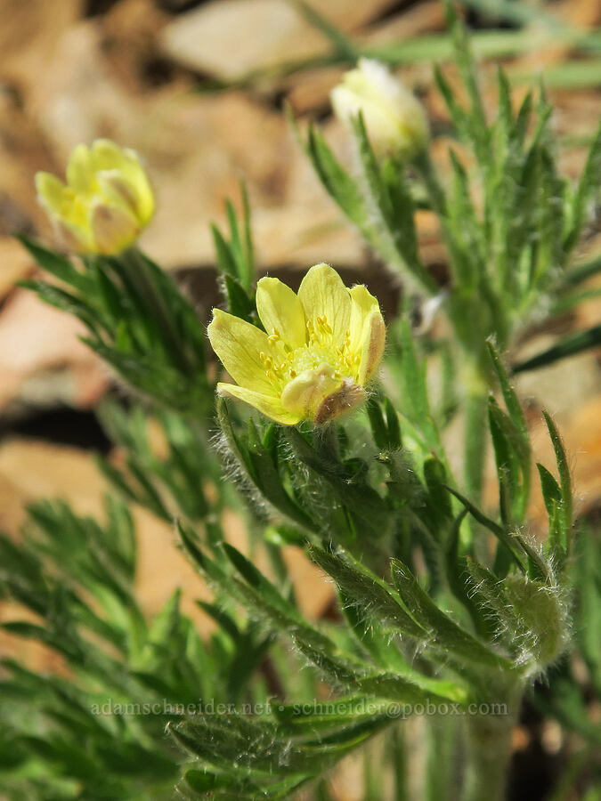 yellow anemone (Anemone multifida) [Pacific Crest Trail, Okanogan-Wenatchee National Forest, Okanogan County, Washington]