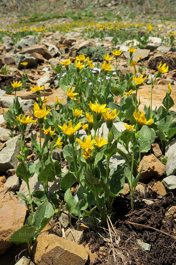Sierra arnica (?) (Arnica nevadensis) [Pacific Crest Trail, Okanogan-Wenatchee National Forest, Okanogan County, Washington]