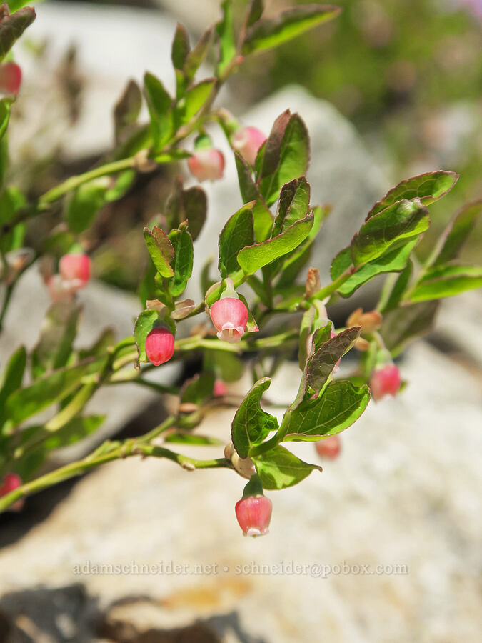 grouse whortleberry flowers (Vaccinium scoparium) [Pacific Crest Trail, Okanogan-Wenatchee National Forest, Okanogan County, Washington]