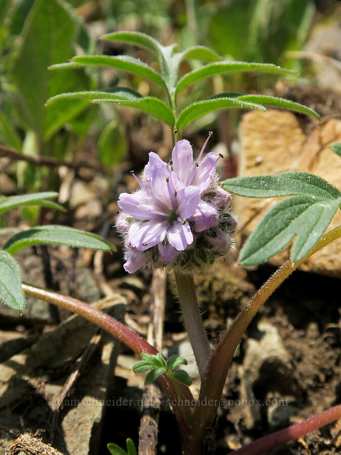 ball-head waterleaf (Hydrophyllum capitatum var. capitatum) [Pacific Crest Trail, Okanogan-Wenatchee National Forest, Okanogan County, Washington]