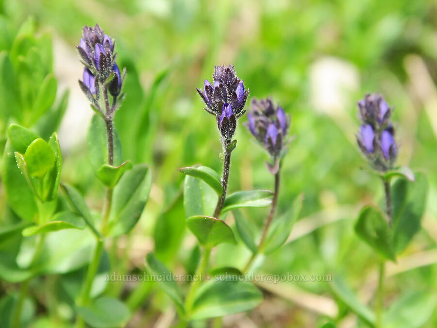 Cusick's speedwell, budding (Veronica cusickii) [Pacific Crest Trail, Okanogan-Wenatchee National Forest, Okanogan County, Washington]