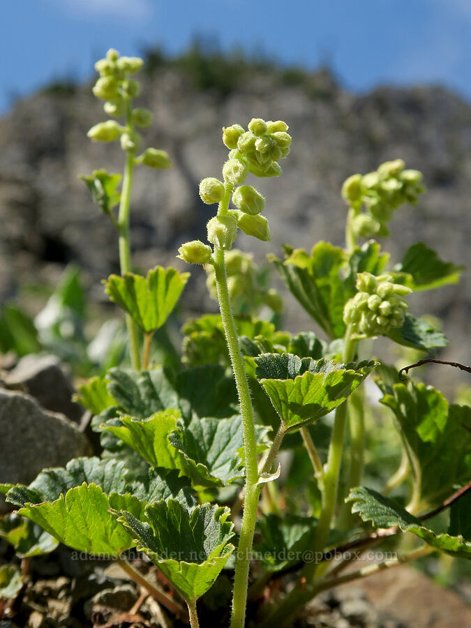 fuzzy elmera (yellow coral-bells), budding (Elmera racemosa) [Pacific Crest Trail, Okanogan-Wenatchee National Forest, Okanogan County, Washington]