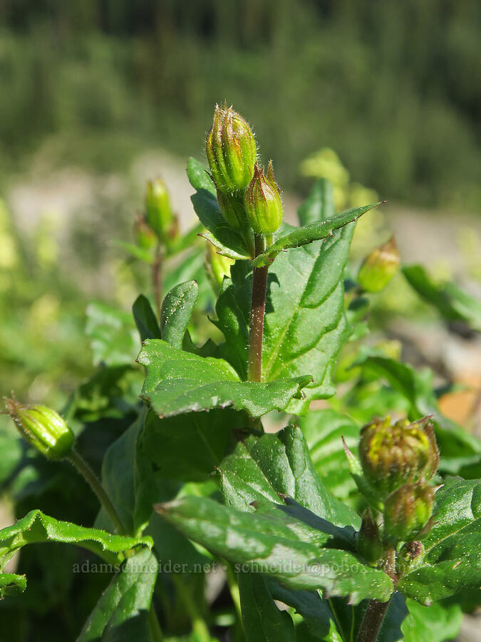 broad-leaf arnica, budding (Arnica latifolia) [Pacific Crest Trail, Okanogan-Wenatchee National Forest, Okanogan County, Washington]