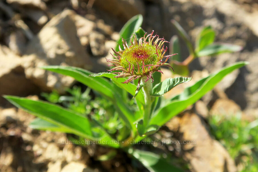 very short subalpine fleabane, budding (Erigeron glacialis var. glacialis) [Pacific Crest Trail, Okanogan-Wenatchee National Forest, Okanogan County, Washington]