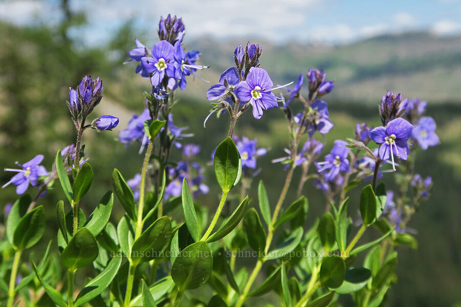 Cusick's speedwell (Veronica cusickii) [Pacific Crest Trail, Okanogan-Wenatchee National Forest, Okanogan County, Washington]