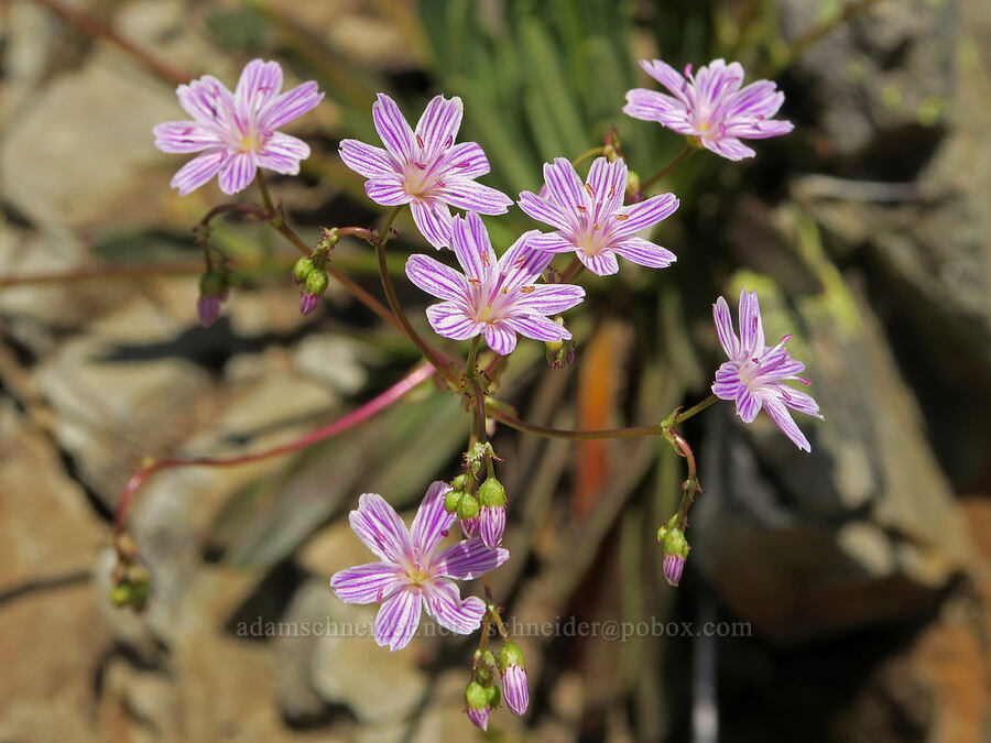 Columbia lewisia (Lewisia columbiana) [Pacific Crest Trail, Okanogan-Wenatchee National Forest, Okanogan County, Washington]