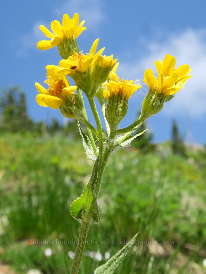 western groundsel (Senecio integerrimus) [Pacific Crest Trail, Okanogan-Wenatchee National Forest, Okanogan County, Washington]