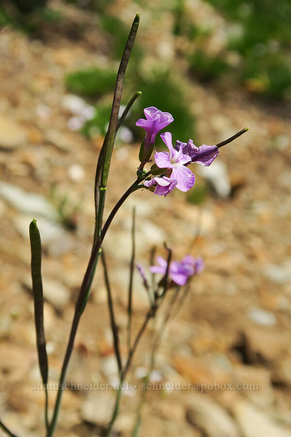 Lyall's rock-cress flowers & pods (Boechera lyallii (Arabis lyallii)) [Pacific Crest Trail, Okanogan-Wenatchee National Forest, Okanogan County, Washington]