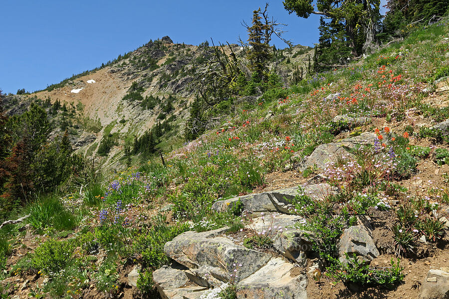 wildflowers (Castilleja elmeri, Lewisia columbiana, Senecio sp., Lupinus sp., Lomatium brandegeei (Cynomarathrum brandegeei), Phlox diffusa) [Pacific Crest Trail, Okanogan-Wenatchee National Forest, Okanogan County, Washington]