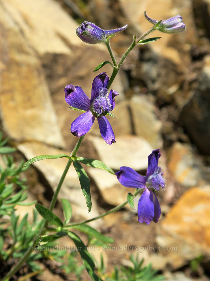 upland larkspur (Delphinium nuttallianum) [Pacific Crest Trail, Okanogan-Wenatchee National Forest, Okanogan County, Washington]