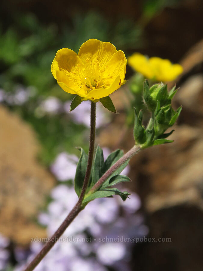 Drummond's cinquefoil (Potentilla drummondii ssp. drummondii) [Pacific Crest Trail, Okanogan-Wenatchee National Forest, Okanogan County, Washington]